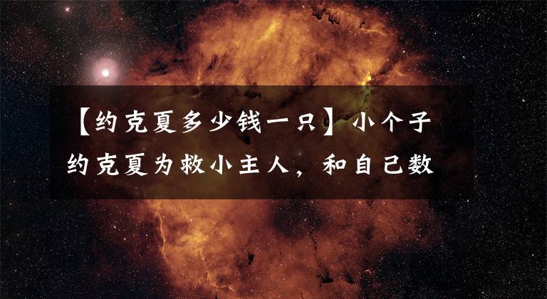 【约克夏多少钱一只】小个子约克夏为救小主人，和自己数倍大的郊狼正面刚...