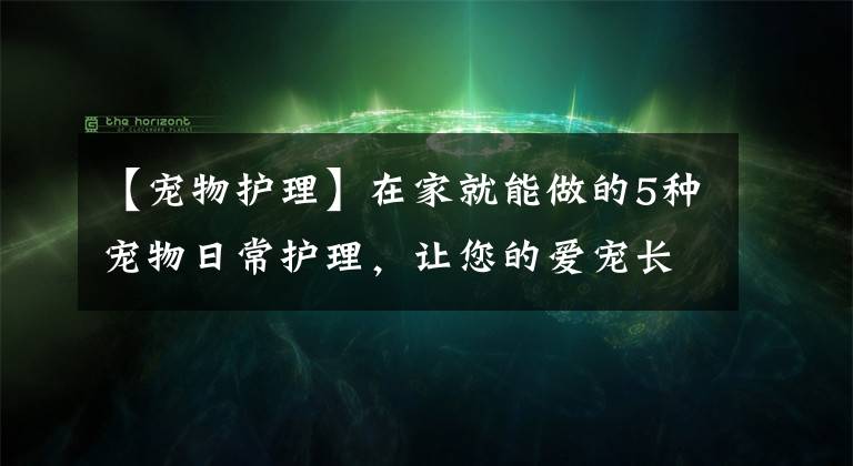 【宠物护理】在家就能做的5种宠物日常护理，让您的爱宠长久的健康下去