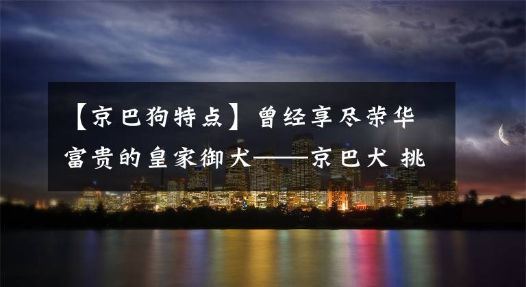 【京巴狗特点】曾经享尽荣华富贵的皇家御犬——京巴犬 挑选饲养护理方法等全介绍