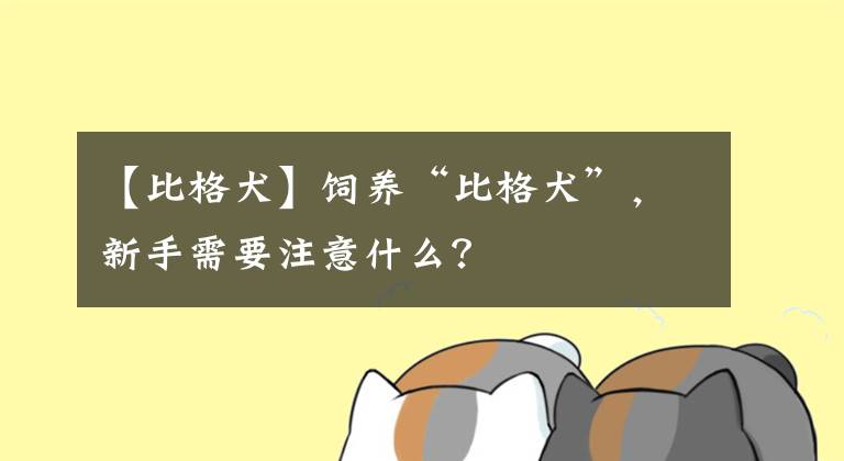 【比格犬】饲养“比格犬”，新手需要注意什么？