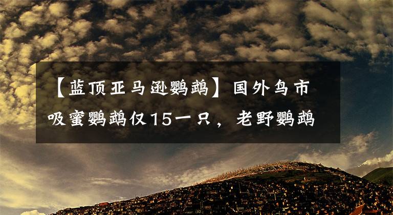 【蓝顶亚马逊鹦鹉】国外鸟市吸蜜鹦鹉仅15一只，老野鹦鹉居然还能上手，划算吗？