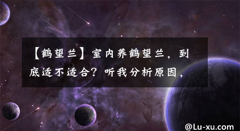 【鹤望兰】室内养鹤望兰，到底适不适合？听我分析原因，再购买不迟