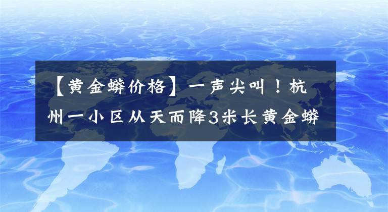 【黄金蟒价格】一声尖叫！杭州一小区从天而降3米长黄金蟒蛇，业主涉嫌犯罪