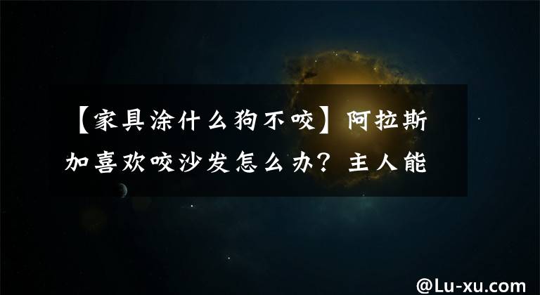 【家具涂什么狗不咬】阿拉斯加喜欢咬沙发怎么办？主人能穷到吃地吗？如何改正？