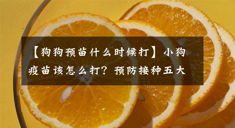 【狗狗预苗什么时候打】小狗疫苗该怎么打？预防接种五大注意事项！