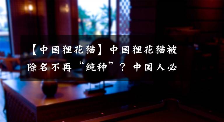 【中国狸花猫】中国狸花猫被除名不再“纯种”？中国人必须要有自己的游戏规则