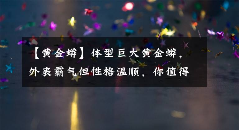 【黄金蟒】体型巨大黄金蟒，外表霸气但性格温顺，你值得拥有