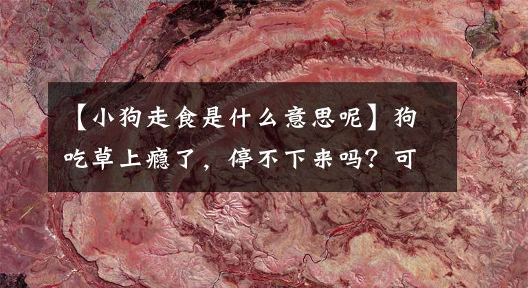 【小狗走食是什么意思呢】狗吃草上瘾了，停不下来吗？可能是自救之策。