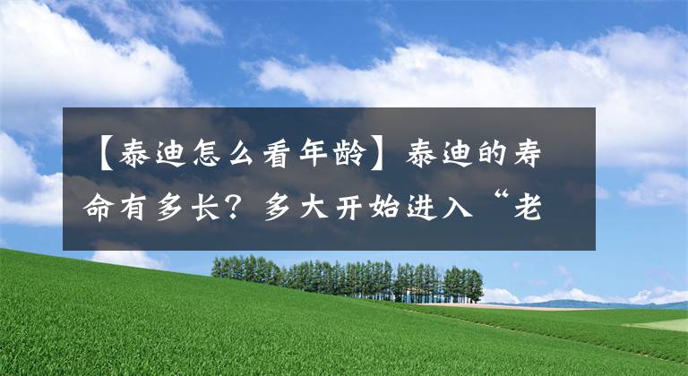 【泰迪怎么看年龄】泰迪的寿命有多长？多大开始进入“老年期”？