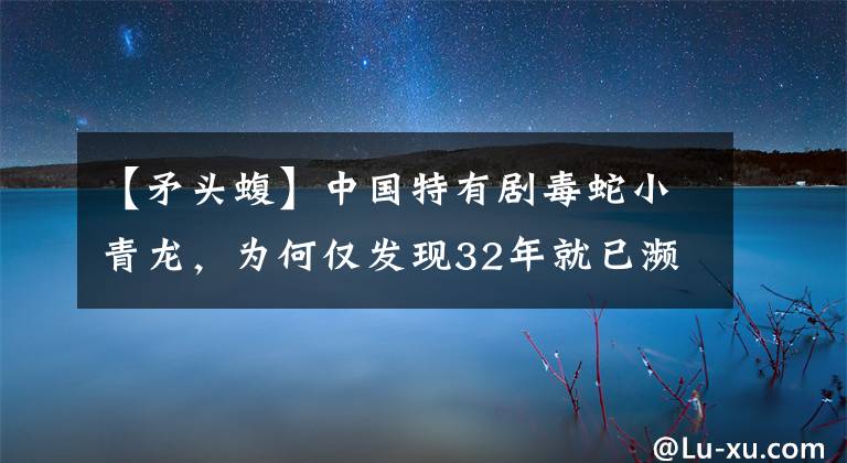 【矛头蝮】中国特有剧毒蛇小青龙，为何仅发现32年就已濒危？一条蛇换一套房