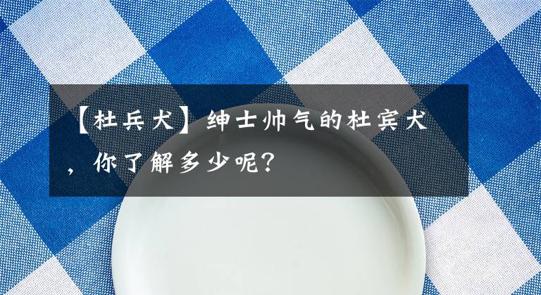 【杜兵犬】绅士帅气的杜宾犬，你了解多少呢？