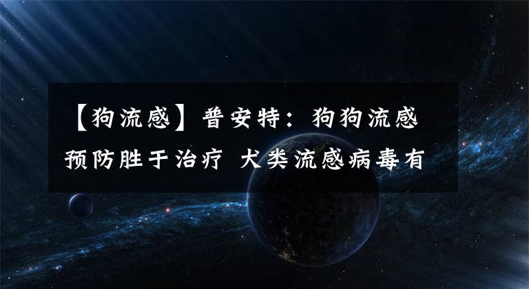 【狗流感】普安特：狗狗流感预防胜于治疗 犬类流感病毒有哪些危害？