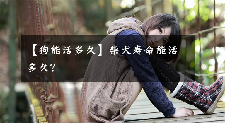 【狗能活多久】柴犬寿命能活多久？