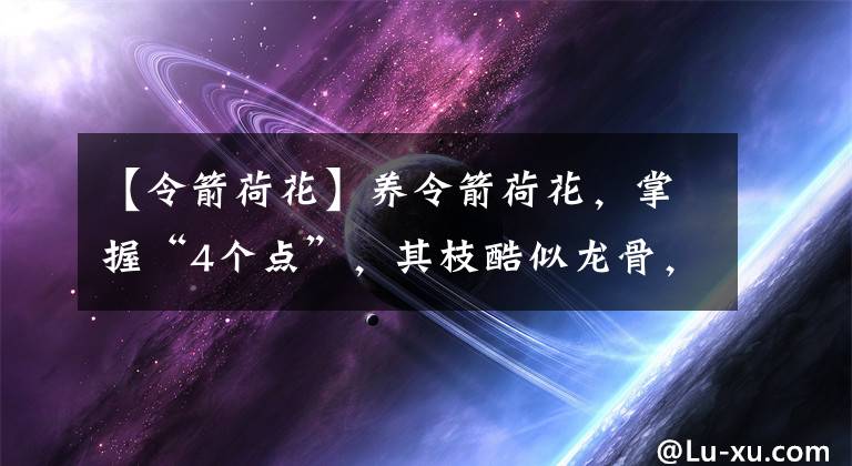 【令箭荷花】养令箭荷花，掌握“4个点”，其枝酷似龙骨，花如荷花，婀娜多姿