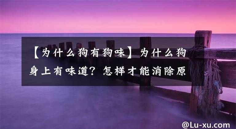 【为什么狗有狗味】为什么狗身上有味道？怎样才能消除原因，解决那条狗的味道？文章配图