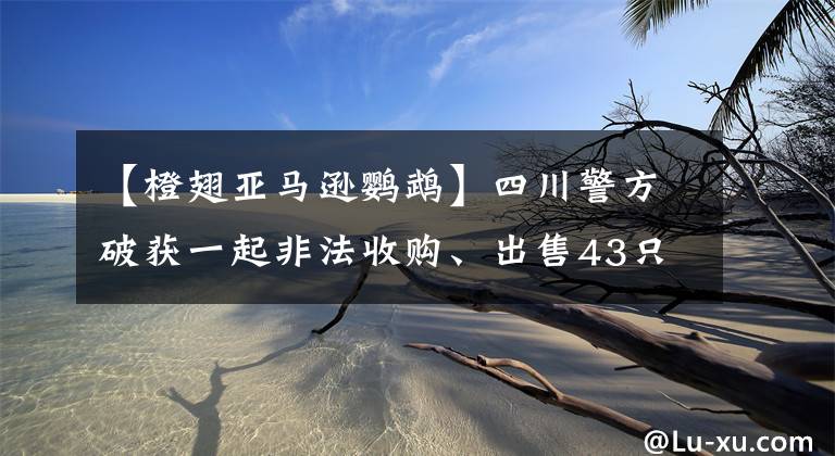 【橙翅亚马逊鹦鹉】四川警方破获一起非法收购、出售43只鹦鹉案 12人被起诉