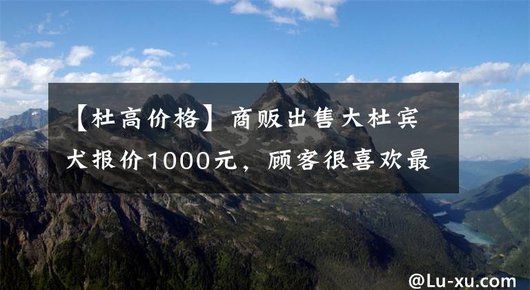 【杜高价格】商贩出售大杜宾犬报价1000元，顾客很喜欢最后900元成交！