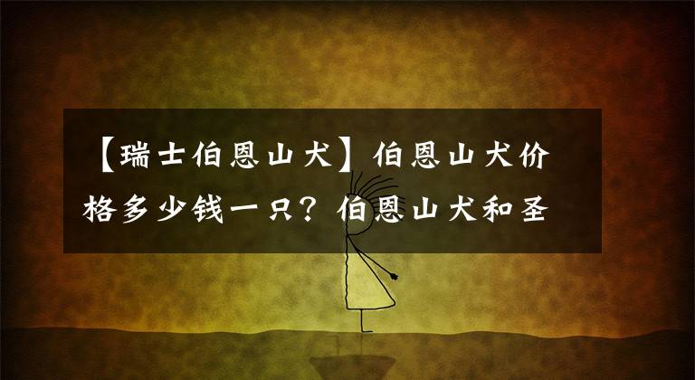 【瑞士伯恩山犬】伯恩山犬价格多少钱一只？伯恩山犬和圣伯纳的区别？