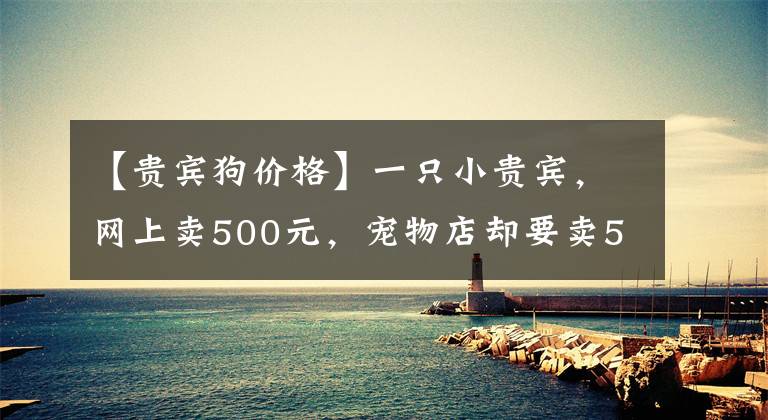 【贵宾狗价格】一只小贵宾，网上卖500元，宠物店却要卖5000元？