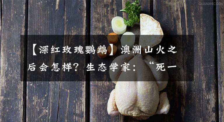 【深红玫瑰鹦鹉】澳洲山火之后会怎样？生态学家：“死一般的寂静