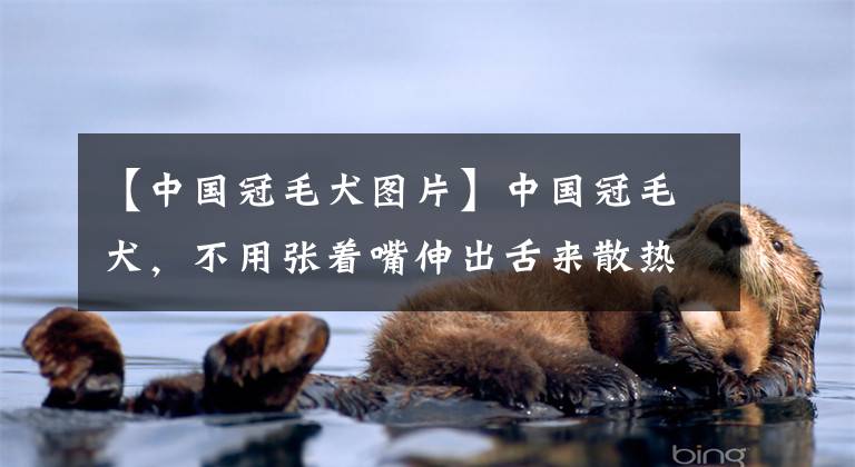 【中国冠毛犬图片】中国冠毛犬，不用张着嘴伸出舌来散热，它是唯一靠汗腺排汗的犬种