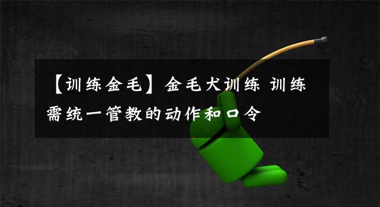 【训练金毛】金毛犬训练 训练需统一管教的动作和口令