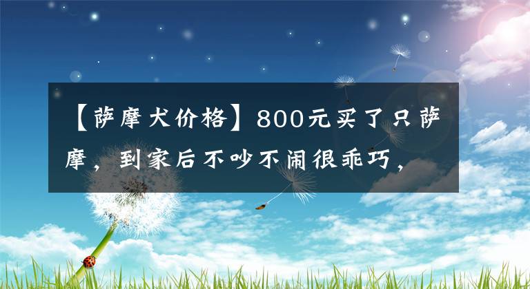 【萨摩犬价格】800元买了只萨摩，到家后不吵不闹很乖巧，主人怀疑养了只假狗