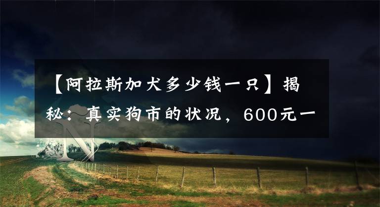 【阿拉斯加犬多少钱一只】揭秘：真实狗市的状况，600元一只阿拉斯加，为何无人购买？