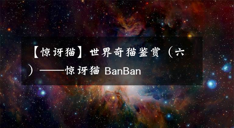 【惊讶猫】世界奇猫鉴赏（六）——惊讶猫 BanBan