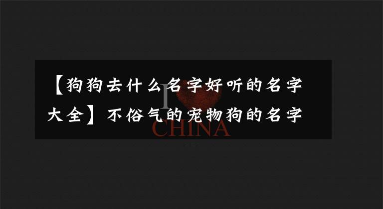 【狗狗去什么名字好听的名字大全】不俗气的宠物狗的名字是西式的，很好听-可爱