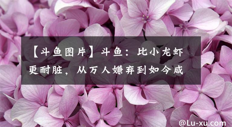 【斗鱼图片】斗鱼：比小龙虾更耐脏，从万人嫌弃到如今咸鱼翻身