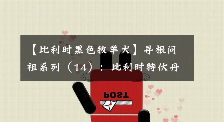 【比利时黑色牧羊犬】寻根问祖系列（14）：比利时特伏丹犬（Belgian Tervuren）