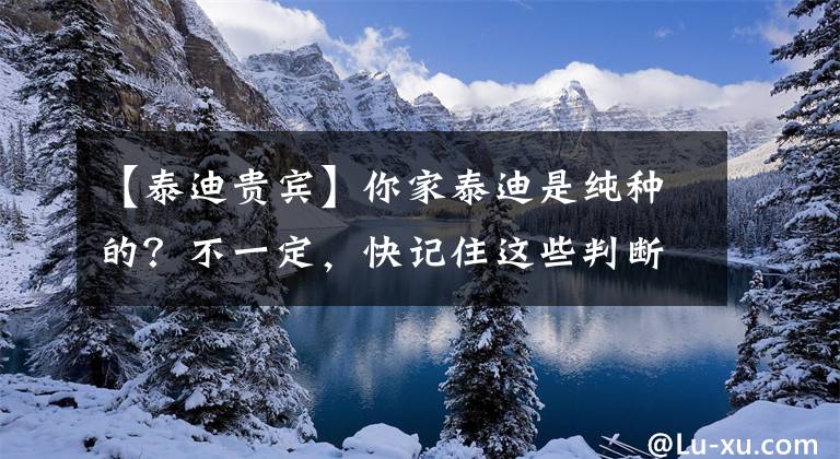 【泰迪贵宾】你家泰迪是纯种的？不一定，快记住这些判断纯种泰迪的“知识点”