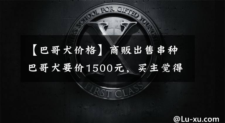 【巴哥犬价格】商贩出售串种巴哥犬要价1500元，买主觉得贵了希望便宜一点！