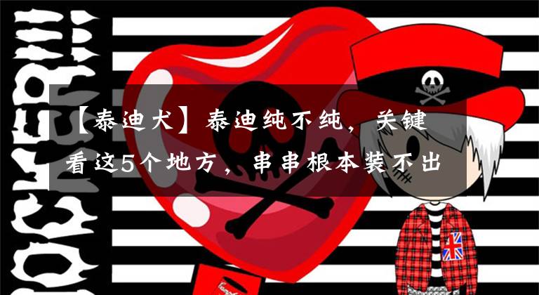 【泰迪犬】泰迪纯不纯，关键看这5个地方，串串根本装不出来文章配图