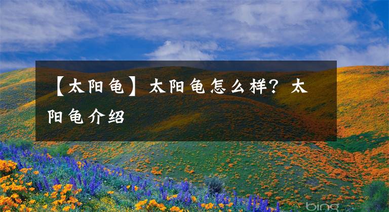 【太阳龟】太阳龟怎么样？太阳龟介绍