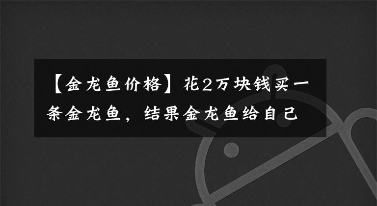 【金龙鱼价格】花2万块钱买一条金龙鱼，结果金龙鱼给自己送了60万