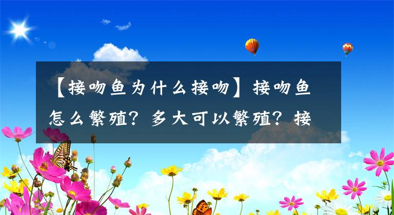 【接吻鱼为什么接吻】接吻鱼怎么繁殖？多大可以繁殖？接吻鱼繁殖知识大全