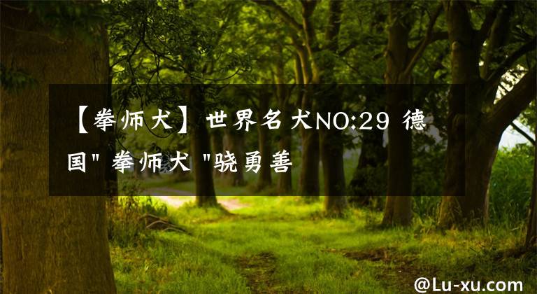 【拳师犬】世界名犬NO:29 德国" 拳师犬 "骁勇善战的拳击手，我觉得特别凶