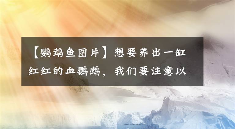 【鹦鹉鱼图片】想要养出一缸红红的血鹦鹉，我们要注意以下几点！