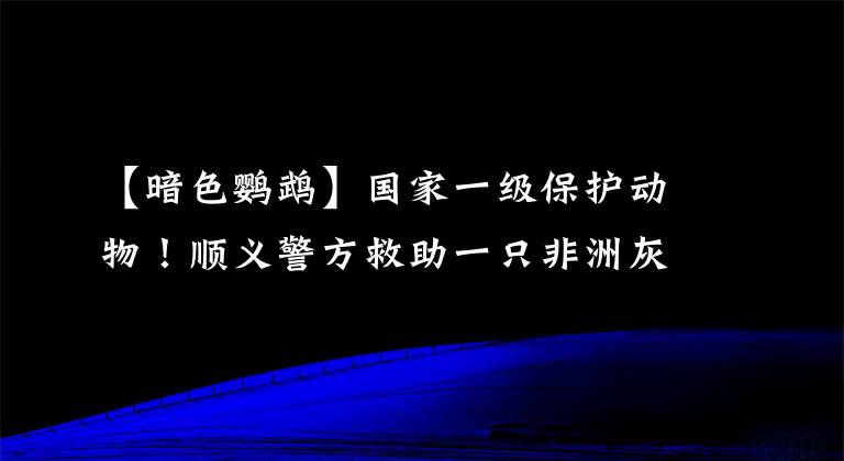 【暗色鹦鹉】国家一级保护动物！顺义警方救助一只非洲灰鹦鹉