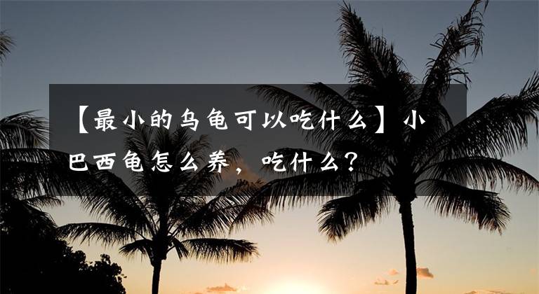 【最小的乌龟可以吃什么】小巴西龟怎么养，吃什么？