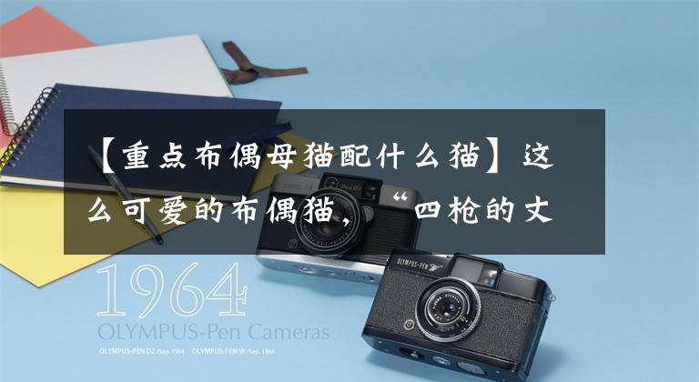 【重点布偶母猫配什么猫】这么可爱的布偶猫，“四枪的丈夫”都在宠爱，你不明白吗？文章配图