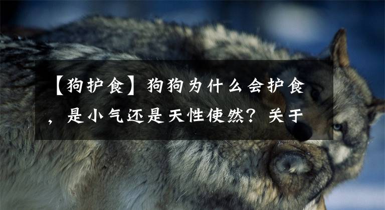 【狗护食】狗狗为什么会护食，是小气还是天性使然？关于护食的真相你要明白