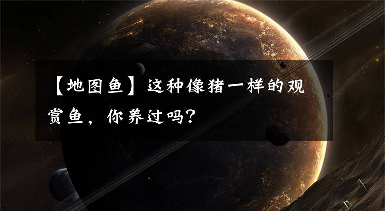 【地图鱼】这种像猪一样的观赏鱼，你养过吗？