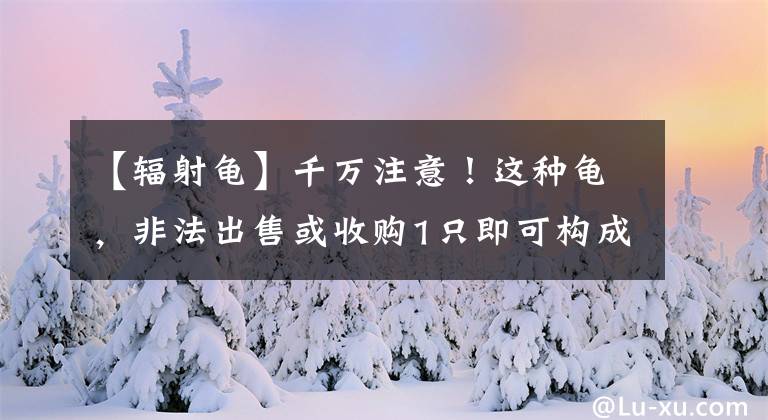 【辐射龟】千万注意！这种龟，非法出售或收购1只即可构成刑事犯罪！