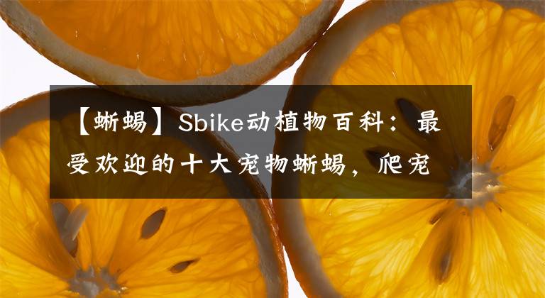 【蜥蜴】Sbike动植物百科：最受欢迎的十大宠物蜥蜴，爬宠中的人气王