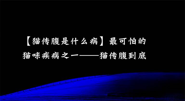 【猫传腹是什么病】最可怕的猫咪疾病之一——猫传腹到底是怎么一回事？