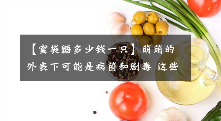 【蜜袋鼯多少钱一只】萌萌的外表下可能是病菌和剧毒 这些毛茸茸并不适合当宠物养