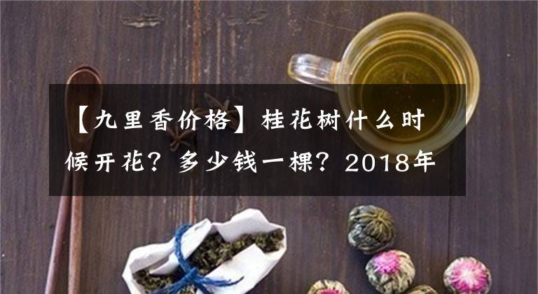 【九里香价格】桂花树什么时候开花？多少钱一棵？2018年桂花树能涨价吗？